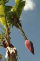 banana flower