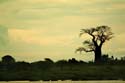 baobab